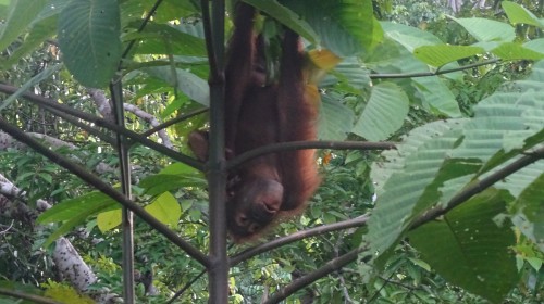 orangutan jove, Sepilok