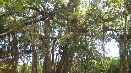 Ficus bengalensis, amb dormider de Guineus voladores, Gir NP