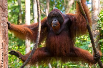 Orangutan mascle